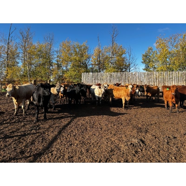 Chris Bartel - 975# Nov/Dec Delivery Heifers - 65 Head (Fort Vermilion, AB)