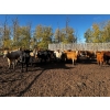 Image 1 : Chris Bartel - 975# Nov/Dec Delivery Heifers - 65 Head (Fort Vermilion, AB)