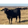 Image 10 : Terry Hines Livestock - 40 Black/BBF Angus X March/April Calving Bred Heifers (Marwayne, AB)