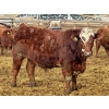 Image 10 : Stahlville Colony - 960# January Delivery Steers - 188 Head (Rockyford, AB)