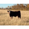 Image 3 : Neilson Beef - 560# November Steer Calves - 75 Head (Botha, AB)