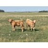 Image 7 : Greg & Melissa Kelts - 610# October Delivery Heifer Calves - 75 Head (Consort, AB)