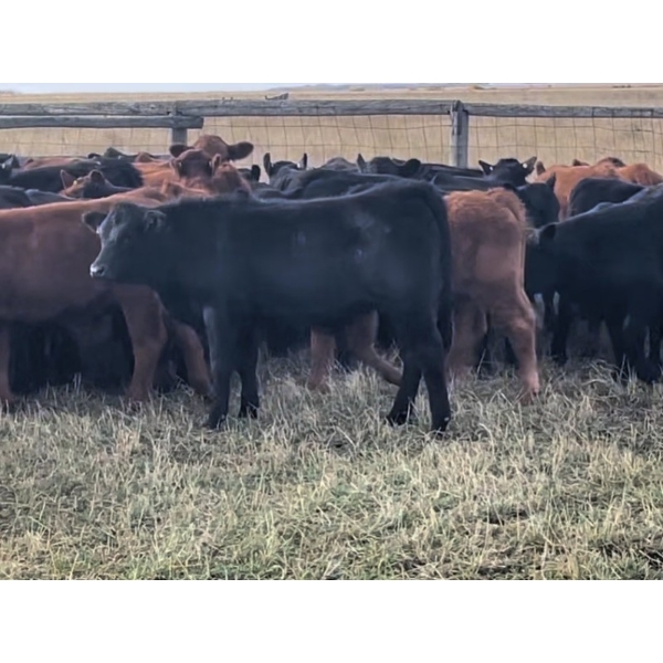 Hobman Livestock - 575# October Delivery Steer Calves - 102 Head (Nokomis, SK)