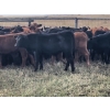 Image 1 : Hobman Livestock - 575# October Delivery Steer Calves - 102 Head (Nokomis, SK)