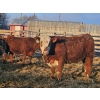 Image 7 : C.O. Johnson & Sons Ranches - 832# March Delivery Steers - 107 Head (Scandia, AB) VBP+
