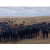 Image 2 : JT Cholin Farms - 925# September Delivery Grass Steers - 65 Head (Biggar, SK)