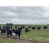 Image 9 : Hanging H Ranch Ltd. - 525# November Delivery Steer Calves - 110 Head (Marwayne, AB)