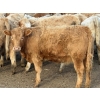 Image 9 : Copperfield Farming - 730# February Delivery Heifers - 120 Head (Vauxhall, AB)