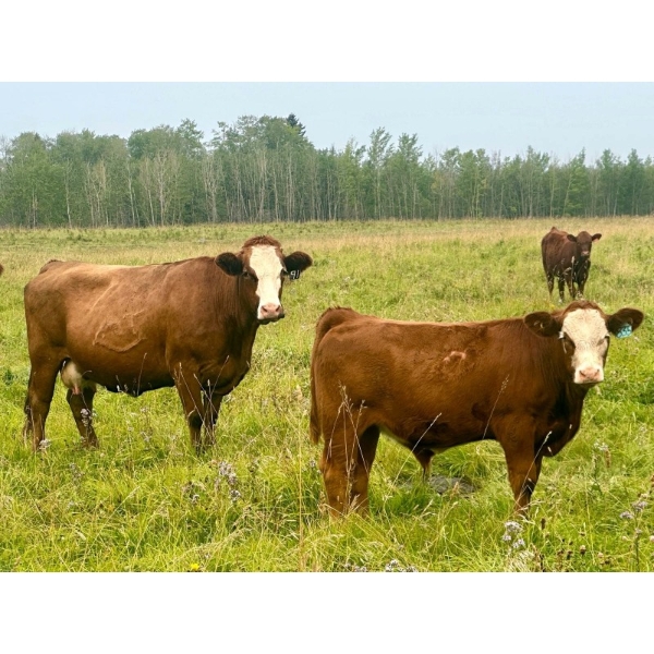 Mullen Land & Cattle Co. - 650# September Delivery Steer Calves - 95 Head (Peers, AB)