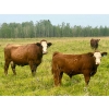 Image 1 : Mullen Land & Cattle Co. - 650# September Delivery Steer Calves - 95 Head (Peers, AB)