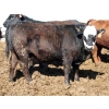 Image 4 : Springdale Customer - 925# May Delivery Heifers - 175 Head (Iron Springs, AB)