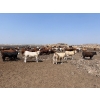 Image 2 : Wiens Family Farm Inc. - 1000# June Delivery Heifers - 119 Head (Lomond, AB)