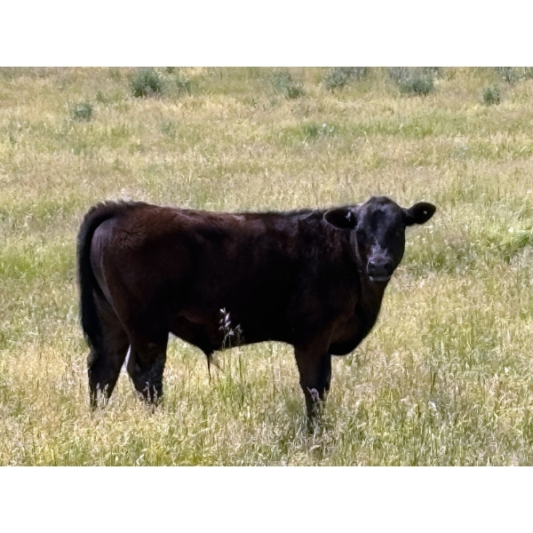 Starland Colony - 680# October Delivery Steer Calves - 60 Head (Drumheller, AB)