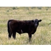 38  Starland Colony  680 October Delivery Steer Calves  60 Head (Drumheller, AB)