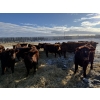 Image 2 : Thorsteinson Land & Livestock Ltd. - 830# January Weaned Steers - 72 Head (Foam Lake, SK)