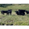 Image 5 : Ron Holmes - 550# October Delivery Steer Calves - 100 Head (Cochrane, AB)