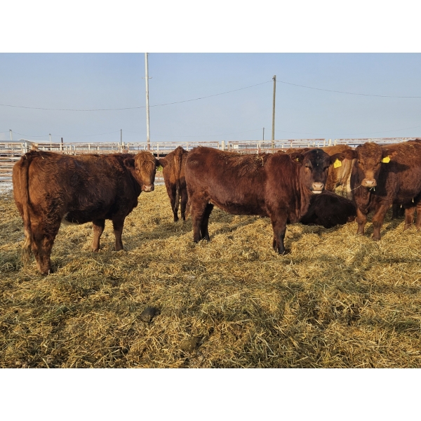 Hale Armstrong - 8 Red Heifers (Pen 413 - 415)