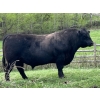 Image 8 : Willow Ranch/Keith & Shelley Ogilvie - 635# October Delivery Steer Calves - 90 Head (Kamloops, BC)