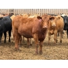Image 3 : Brandt Boys Beef & Grain - 925# July Delivery Heifers - 138 Head (Tolstoi, MB)
