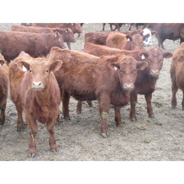 Helland Land & Cattle Co. Ltd. - 992# March Delivery Steers - 100 Head (Lomond, AB)