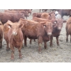 Image 1 : Helland Land & Cattle Co. Ltd. - 992# March Delivery Steers - 100 Head (Lomond, AB)