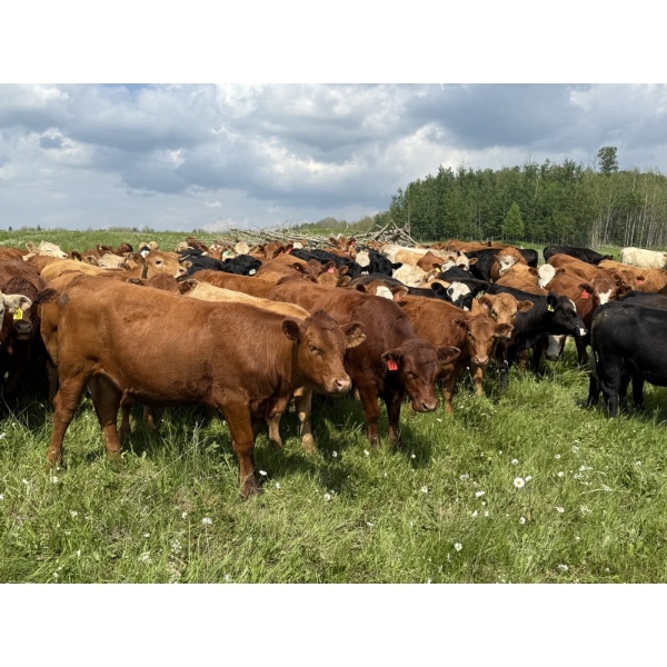 Joe & Colleen Magnuson - 910# September Delivery Grass Heifers - 134 Head (Winfield, AB)
