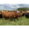 Image 1 : Joe & Colleen Magnuson - 910# September Delivery Grass Heifers - 134 Head (Winfield, AB)