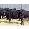 Image 4 : Leon Torkelson - 710# April Delivery Heifers - 90 Head (Millicent, AB)
