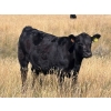 Image 7 : Prairie Haven Whitetails/Meier Land & Livestock - 620# November Steer Calves - 75 Head (Hays, AB)