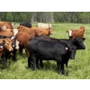 Image 6 : Joe & Colleen Magnuson - 910# September Delivery Grass Heifers - 134 Head (Winfield, AB)