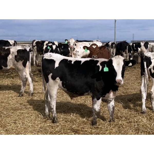 DL Feedlot - 700# Holstein Steers - 200 Head (Fort Macleod, AB)