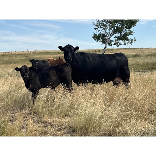 Dar-Lin Ranching - 550# November Delivery Steer Calves - 110 Head (Big Stone, AB)
