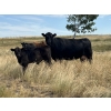 Image 1 : Dar-Lin Ranching - 550# November Delivery Steer Calves - 110 Head (Big Stone, AB)
