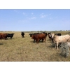 Image 4 : Riverbend Ranch - 950# September Delivery Grass Steers - 130 Head (Brooks, AB)