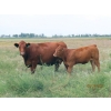Image 8 : Leonard Lundquist & Andrew Ranching - 660# October Steer Calves - 95 Head (Rolling Hills, AB)
