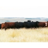 Image 3 : Right Cross Ranch - 1375# August Delivery Mature Open Cows - 25 Head (Gapview, SK)