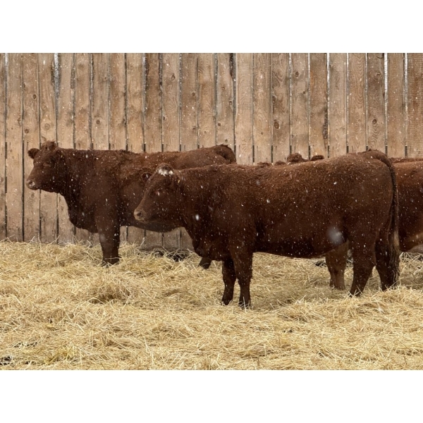 Marcinek Cattle Company - 4 Red/Red Star Simm/Angus X Bred Heifers (Condor, AB)