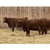 Image 1 : Marcinek Cattle Company - 4 Red/Red Star Simm/Angus X Bred Heifers (Condor, AB)