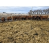 Image 6 : Franz Land & Cattle - 850# March Delivery Heifers - 48 Head (Medicine Hat, AB)