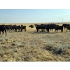 Image 5 : FA7 Ranch - 600# Steer Calves - 100 Head (Piapot, SK)