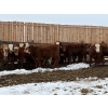 Image 3 : Jones Valleyview Ranch - 24 RBF Angus/Hereford X Replacement Heifers (Balzac, AB)