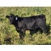 Image 5 : Jay & Laura Biggs  - 675# October Delivery Steer Calves - 65 Head (Elnora, AB)
