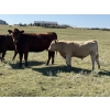 Image 8 : DL Half Diamond Ranch - 680# Steer Calves - 90 Head (Fort Macleod, AB)