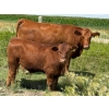 Image 6 : Ben Penner - 700# October Delivery Steer Calves - 50 Head (Purple Springs, AB)