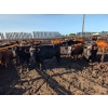 Image 4 : Justin Unrau - 1025# September Delivery Heifers - 176 Head (MacGregor, MB)