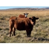 Image 4 : McIntyre Ranch - 20 Red March/April Calving Bred Heifers (Magrath, AB)