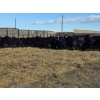 Image 6 : M.S. MacLean Livestock - 1500# Cows - 55 head (Coaldale, AB)