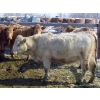 Image 8 : Frank Martens - 18 Cream/White Char X Bred Heifers (Theodore, SK)
