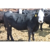 Image 5 : A&S Farms - 30 BWF Replacement Heifers (Coaldale, AB)
