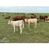 Image 1 : Border View Ranch - 580# October Delivery Heifer Calves - 80 Head (Coronach, SK)